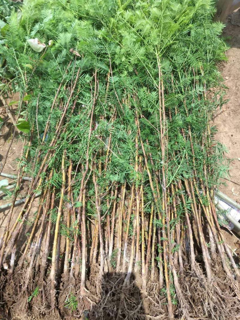水杉树苗绿化树苗木风景树苗四季常青植物花苗室外庭院别墅室