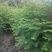 水杉树苗绿化树苗木风景树苗四季常青植物花苗室外庭院别墅室