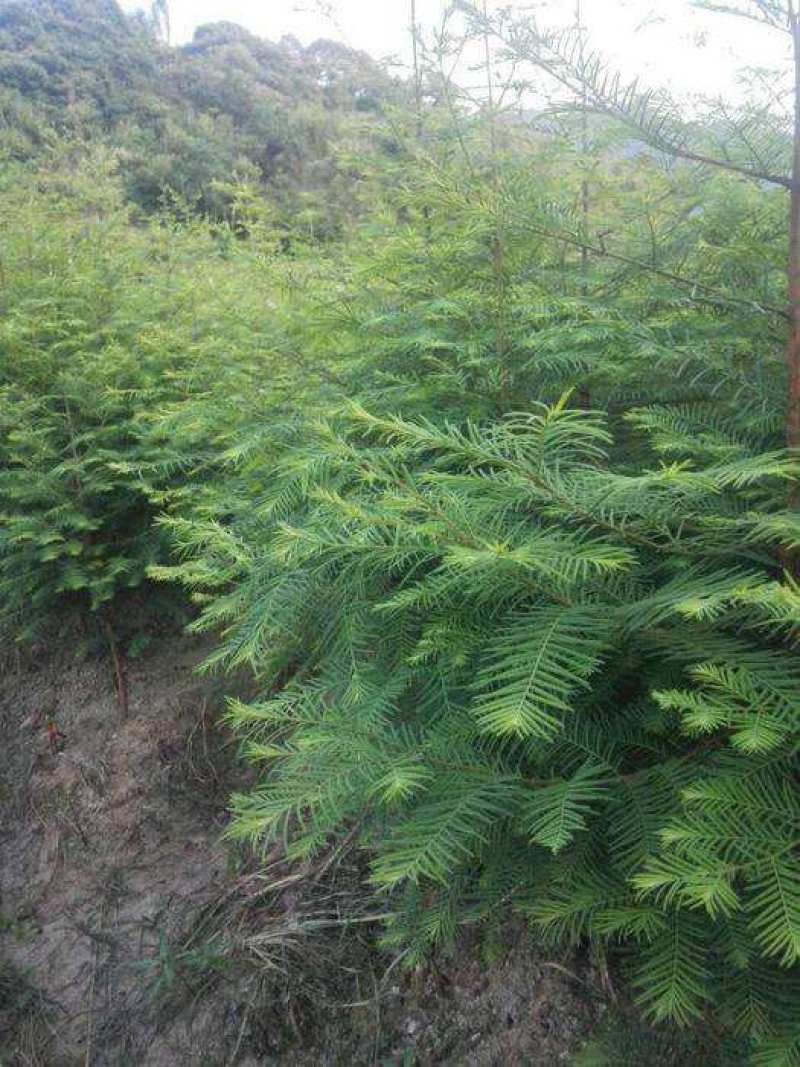 水杉树苗绿化树苗木风景树苗四季常青植物花苗室外庭院别墅室