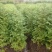 水杉树苗绿化树苗木风景树苗四季常青植物花苗室外庭院别墅室