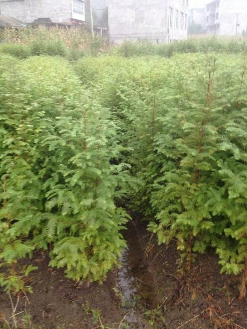 水杉树苗绿化树苗木风景树苗四季常青植物花苗室外庭院别墅室