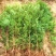 水杉树苗绿化树苗木风景树苗四季常青植物花苗室外庭院别墅室