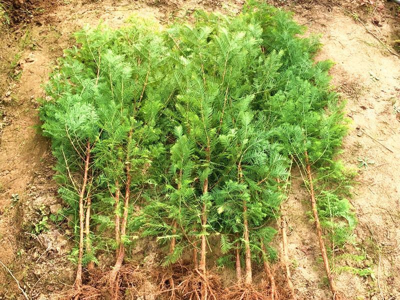 水杉树苗绿化树苗木风景树苗四季常青植物花苗室外庭院别墅室
