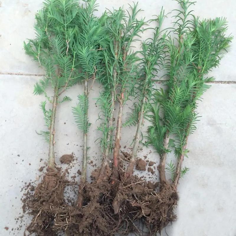 水杉树苗绿化树苗木风景树苗四季常青植物花苗室外庭院别墅室
