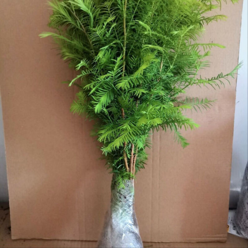 水杉树苗绿化树苗木风景树苗四季常青植物花苗室外庭院别墅室
