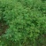 水杉树苗绿化树苗木风景树苗四季常青植物花苗室外庭院别墅室