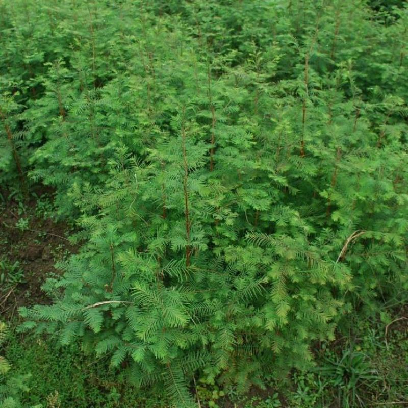 水杉树苗绿化树苗木风景树苗四季常青植物花苗室外庭院别墅室