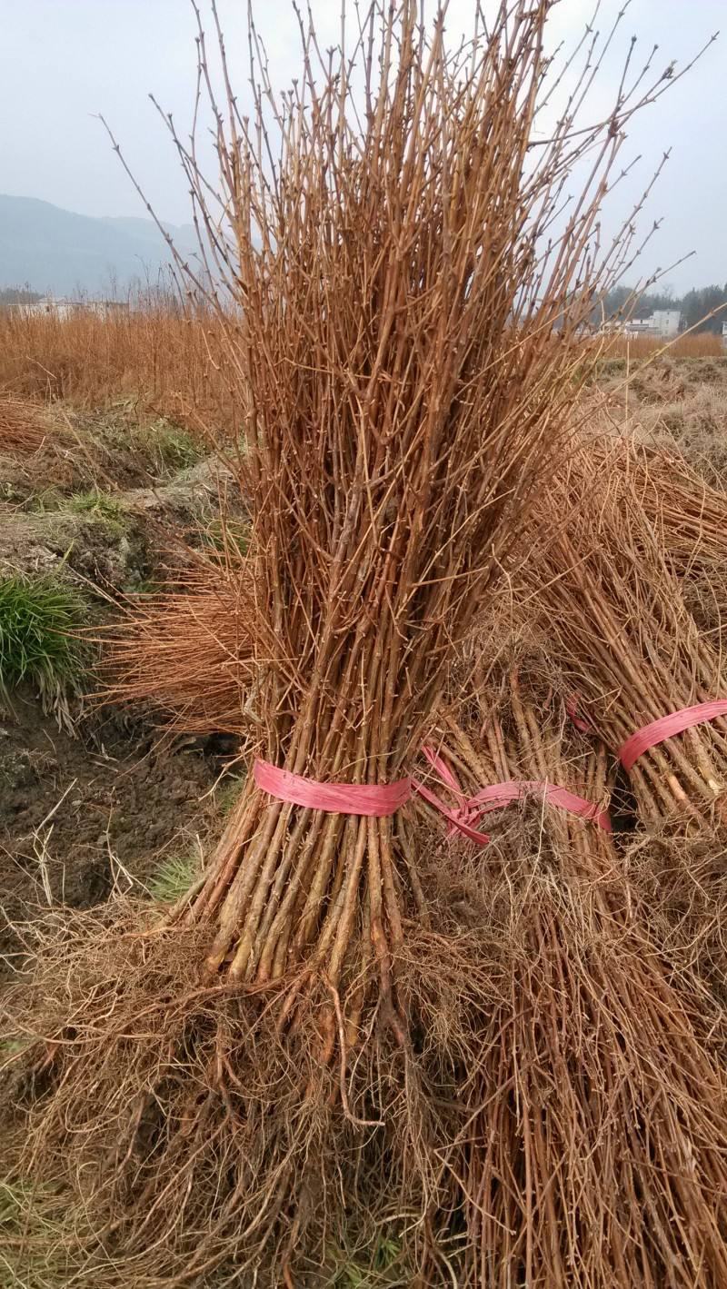 水杉树苗绿化树苗木风景树苗四季常青植物花苗室外庭院别墅室