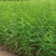 水杉树苗绿化树苗木风景树苗四季常青植物花苗室外庭院别墅室