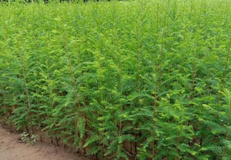 水杉树苗绿化树苗木风景树苗四季常青植物花苗室外庭院别墅室