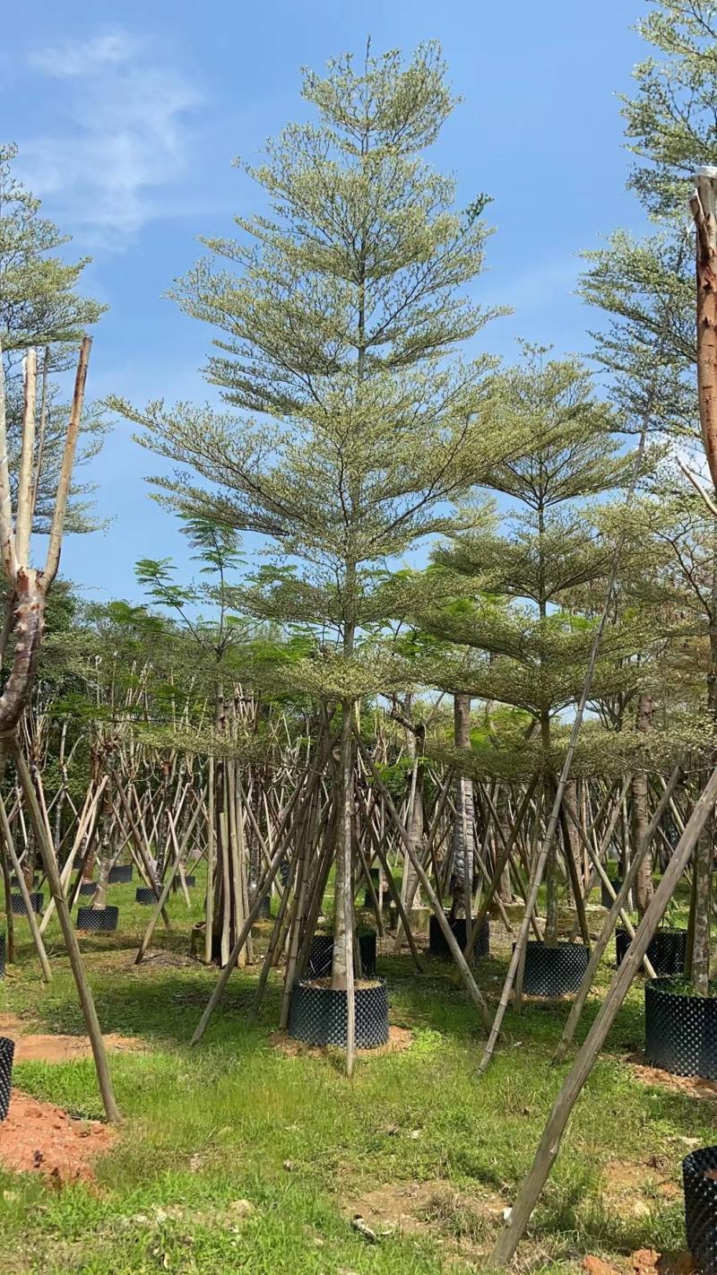 大量出售锦叶览仁价格面淡15992502967