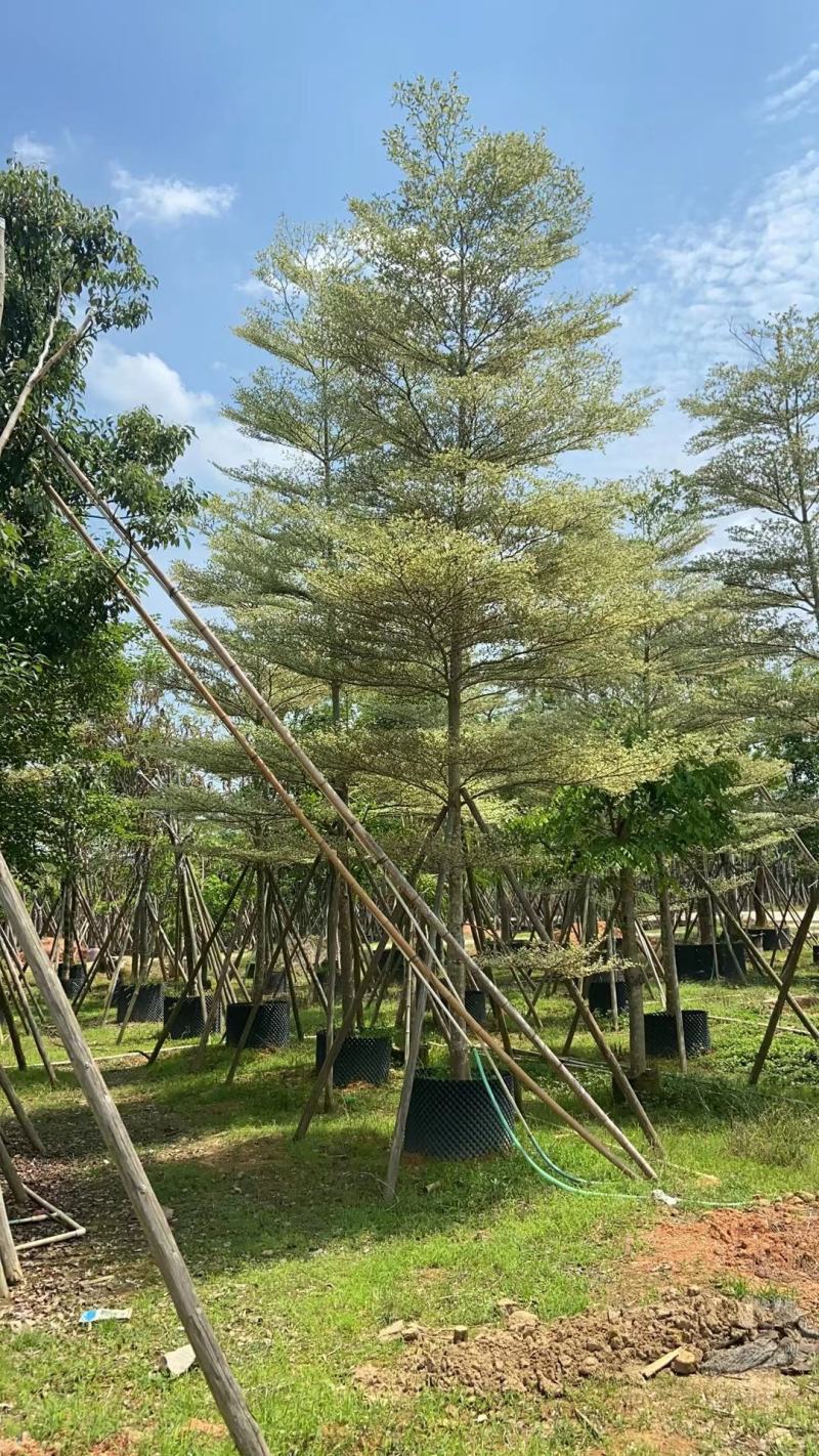 大量出售锦叶览仁价格面淡15992502967