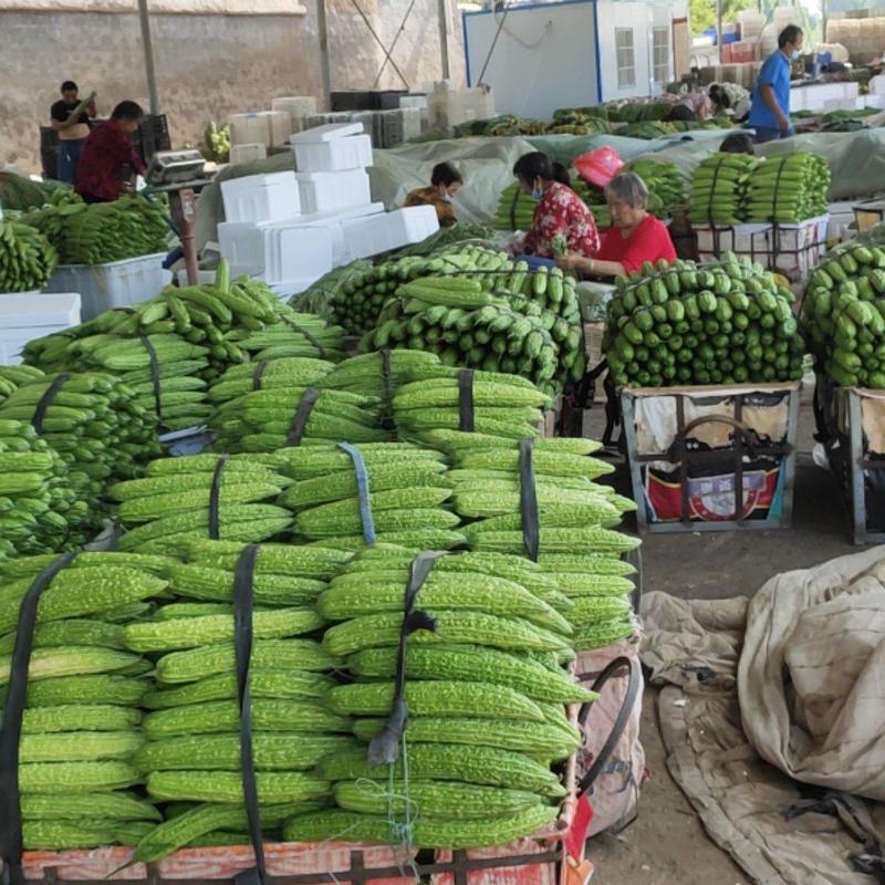 精品密刺黄瓜大量供货中，产地直发货量充足，欢迎联系