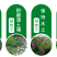 截叶胡枝子种子胡枝子种子公路绿化护坡固土当年新种子