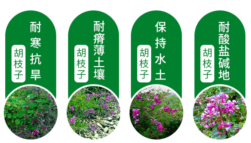 截叶胡枝子种子胡枝子种子公路绿化护坡固土当年新种子