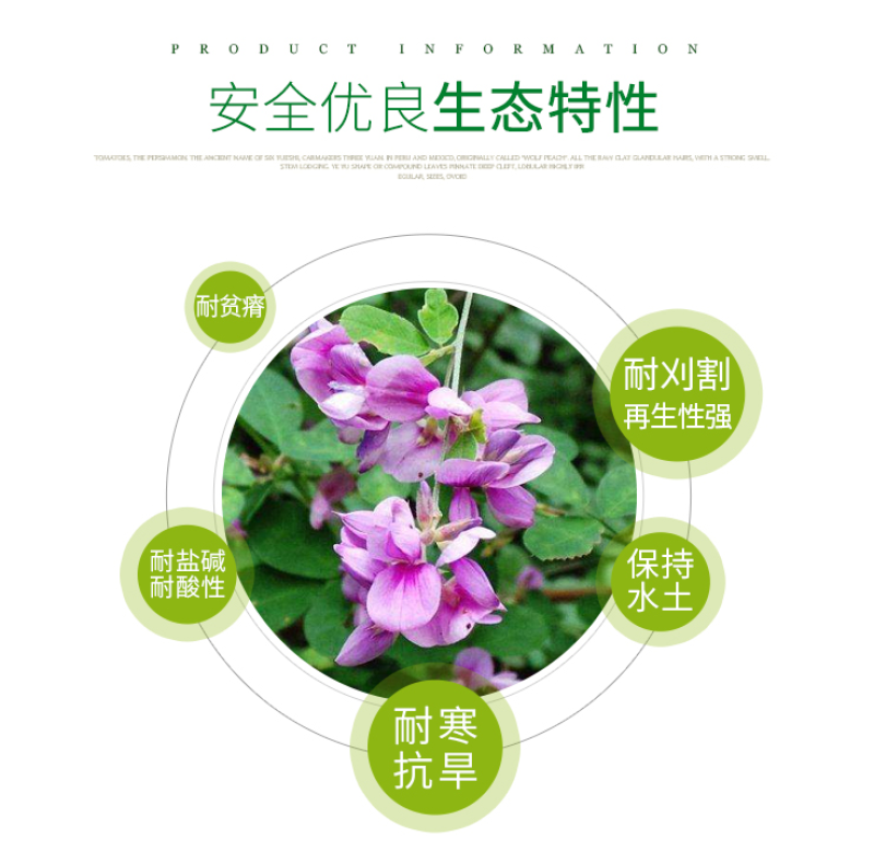 截叶胡枝子种子胡枝子种子公路绿化护坡固土当年新种子