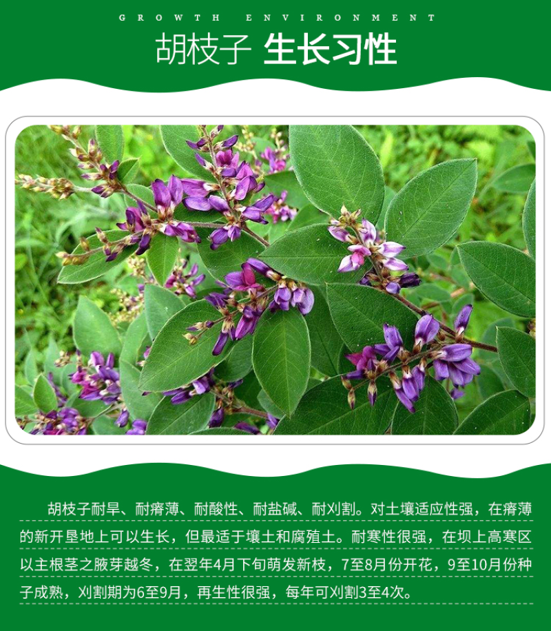 截叶胡枝子种子胡枝子种子公路绿化护坡固土当年新种子