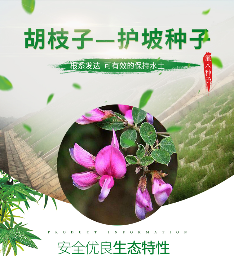截叶胡枝子种子胡枝子种子公路绿化护坡固土当年新种子