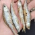 油炸开肚小白条，油炸白肖，开肚白肖，开肚白条
