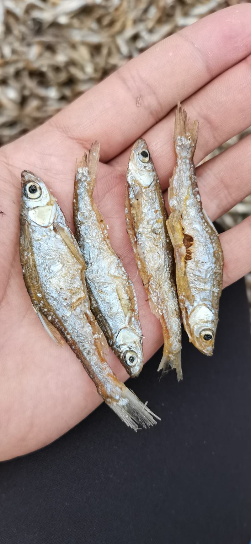 油炸开肚小白条，油炸白肖，开肚白肖，开肚白条