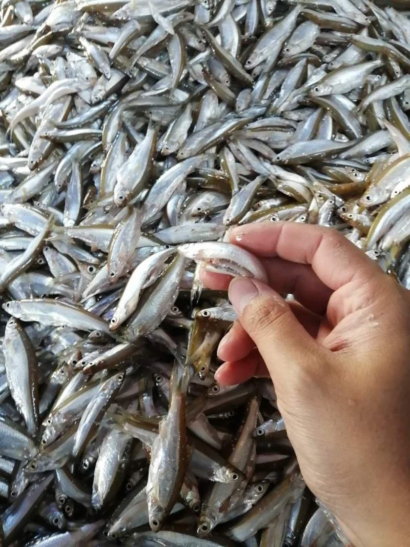 油炸开肚小白条，油炸白肖，开肚白肖，开肚白条