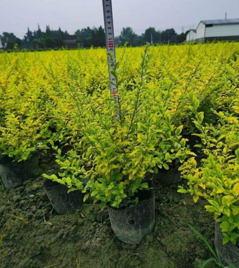 亮叶女贞庭院篱笆金叶女贞树耐热耐晒耐寒耐旱耐修剪阳台庭院