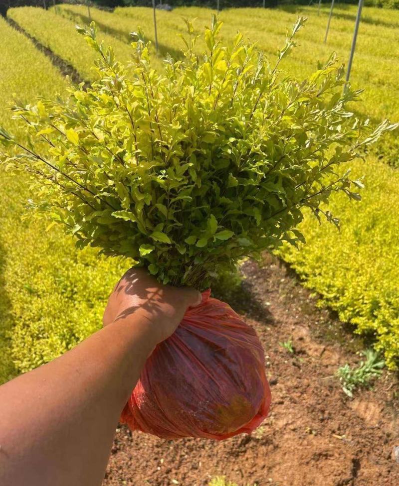 亮叶女贞庭院篱笆金叶女贞树耐热耐晒耐寒耐旱耐修剪阳台庭院
