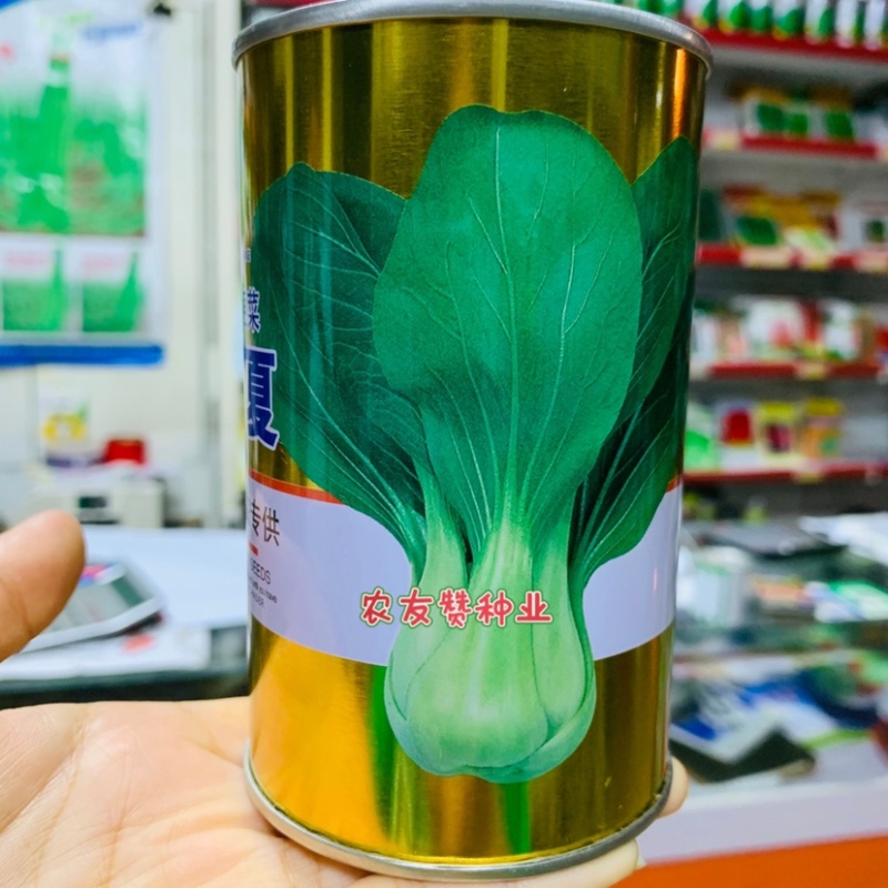 菜农专用晓富青梗菜种子珍品夏青梗菜一代交配基地优选