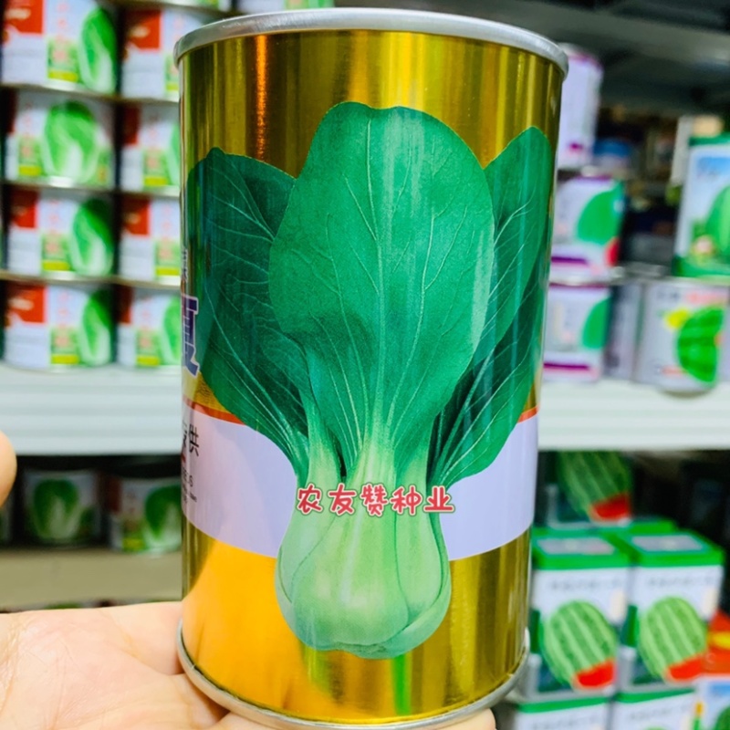 菜农专用晓富青梗菜种子珍品夏青梗菜一代交配基地优选