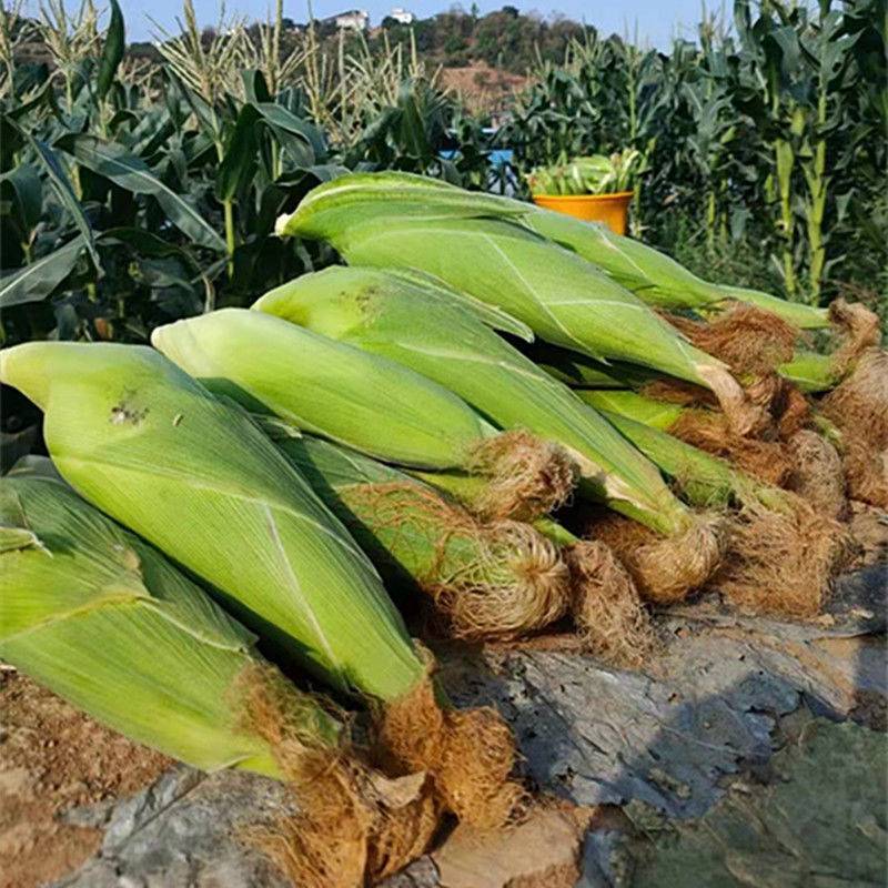 水果玉米全国发货基地直供诚信经营货源充足