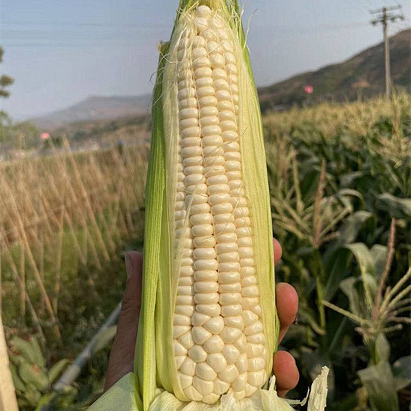 水果玉米全国发货基地直供诚信经营货源充足