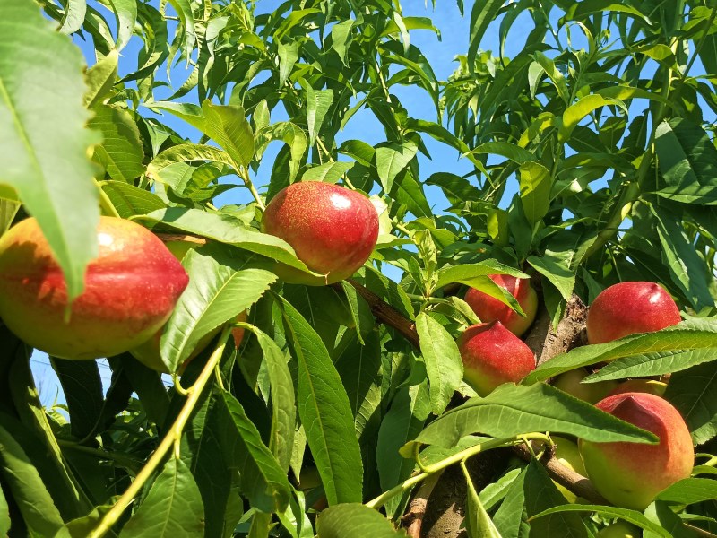 中油5号油桃