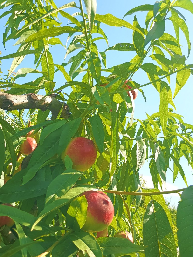 中油5号油桃