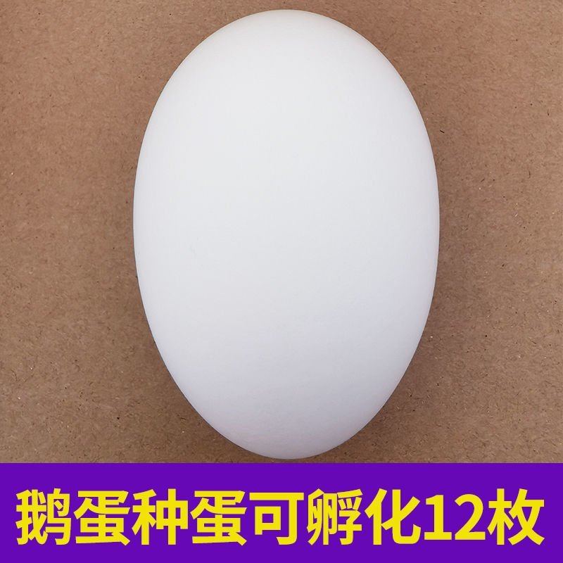 大三花鹅蛋种蛋受精蛋可孵化6枚5枚五龙鹅新鲜四季鹅泰州鹅