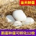 大三花鹅蛋种蛋受精蛋可孵化6枚5枚五龙鹅新鲜四季鹅泰州鹅