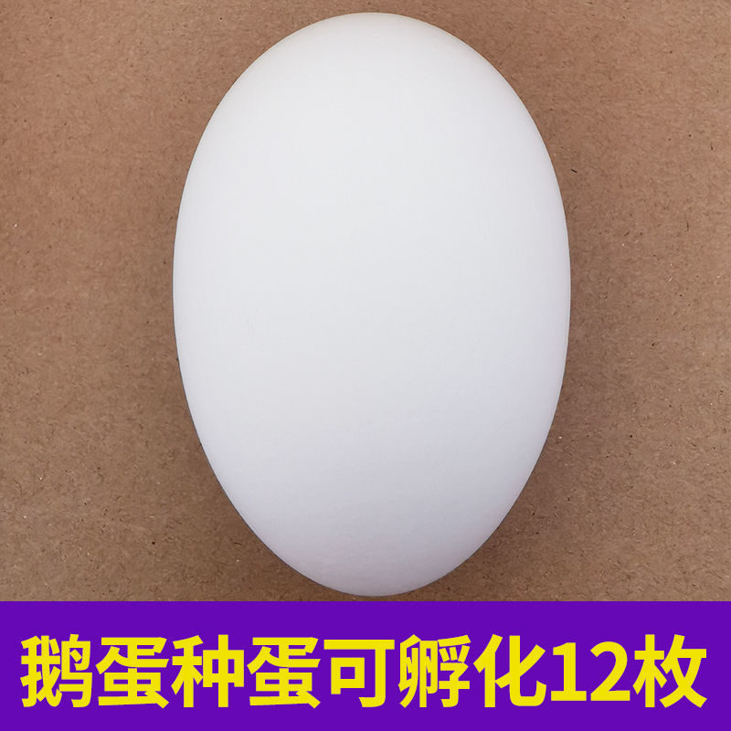 大三花鹅蛋种蛋受精蛋可孵化6枚5枚五龙鹅新鲜四季鹅泰州鹅