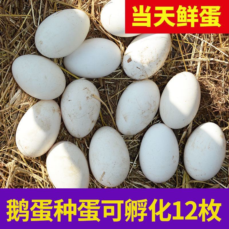 大三花鹅蛋种蛋受精蛋可孵化6枚5枚五龙鹅新鲜四季鹅泰州鹅
