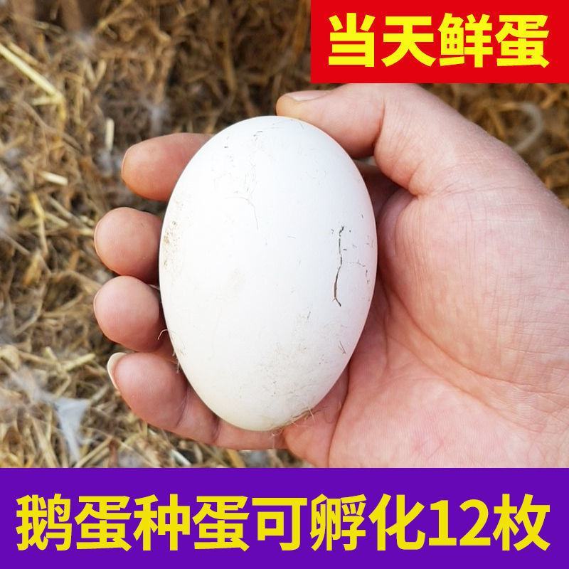 大三花鹅蛋种蛋受精蛋可孵化6枚5枚五龙鹅新鲜四季鹅泰州鹅