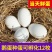 大三花鹅蛋种蛋受精蛋可孵化6枚5枚五龙鹅新鲜四季鹅泰州鹅