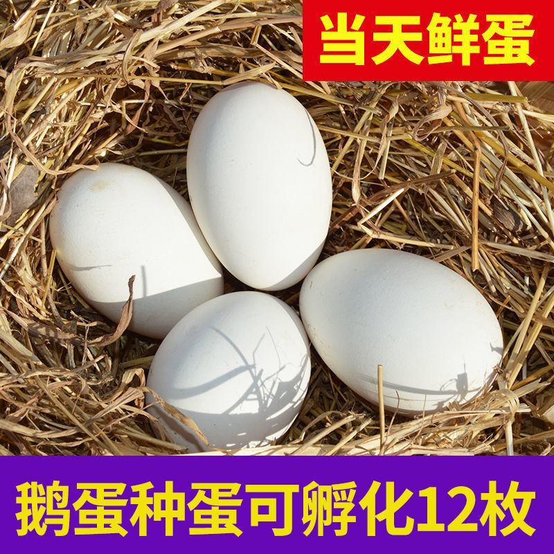 大三花鹅蛋种蛋受精蛋可孵化6枚5枚五龙鹅新鲜四季鹅泰州鹅