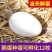 大三花鹅蛋种蛋受精蛋可孵化6枚5枚五龙鹅新鲜四季鹅泰州鹅