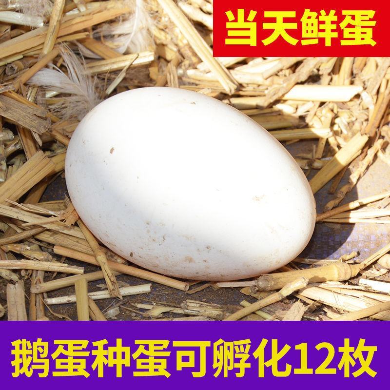大三花鹅蛋种蛋受精蛋可孵化6枚5枚五龙鹅新鲜四季鹅泰州鹅