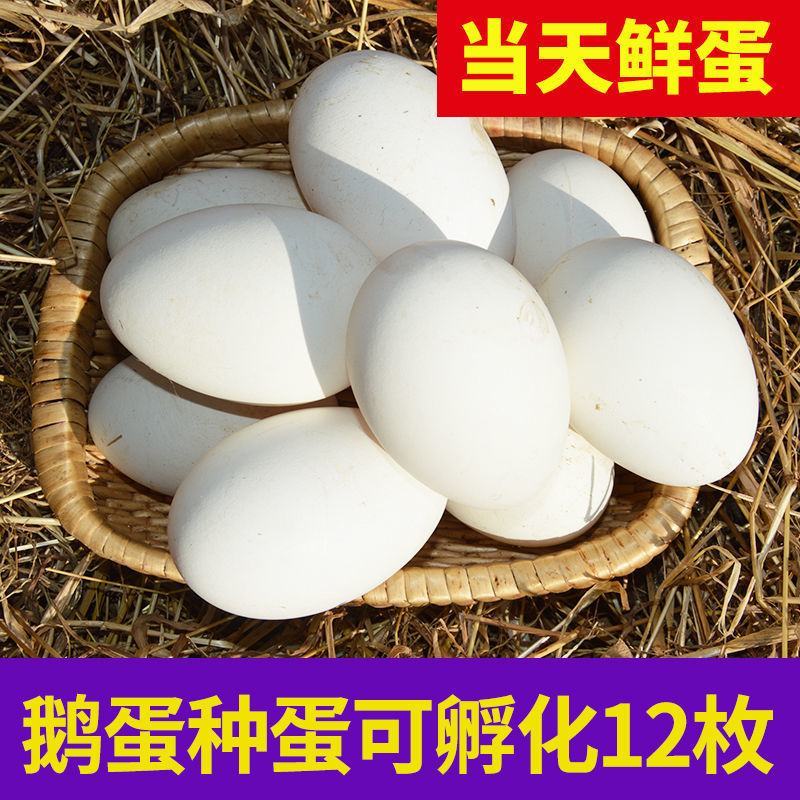 大三花鹅蛋种蛋受精蛋可孵化6枚5枚五龙鹅新鲜四季鹅泰州鹅