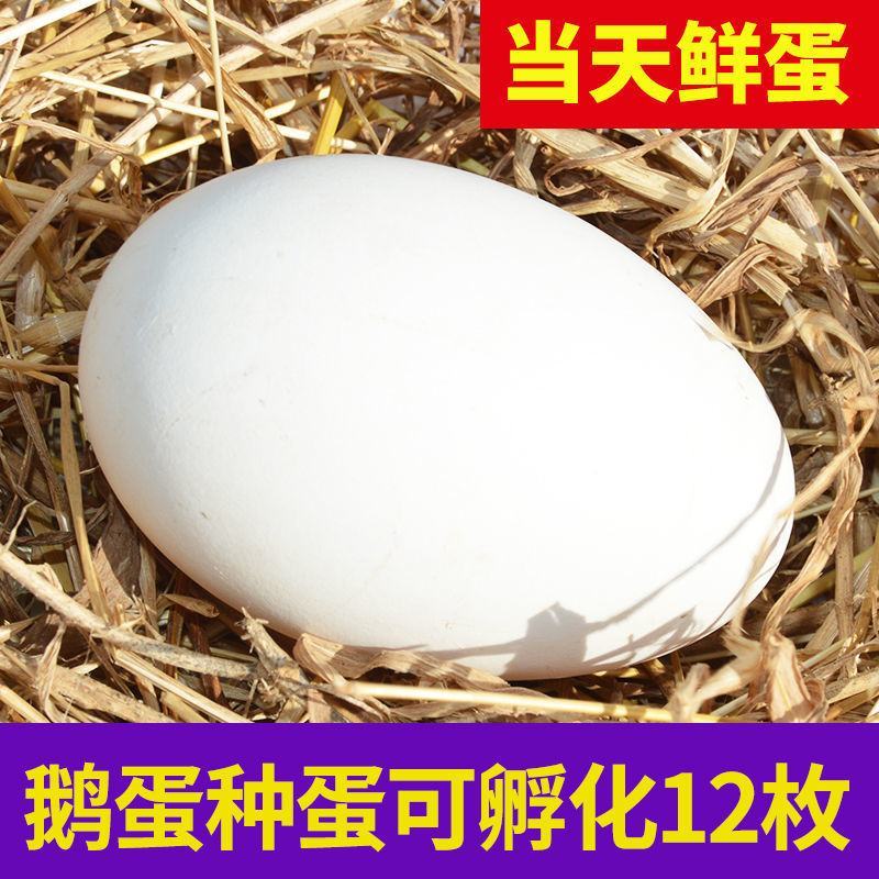大三花鹅蛋种蛋受精蛋可孵化6枚5枚五龙鹅新鲜四季鹅泰州鹅