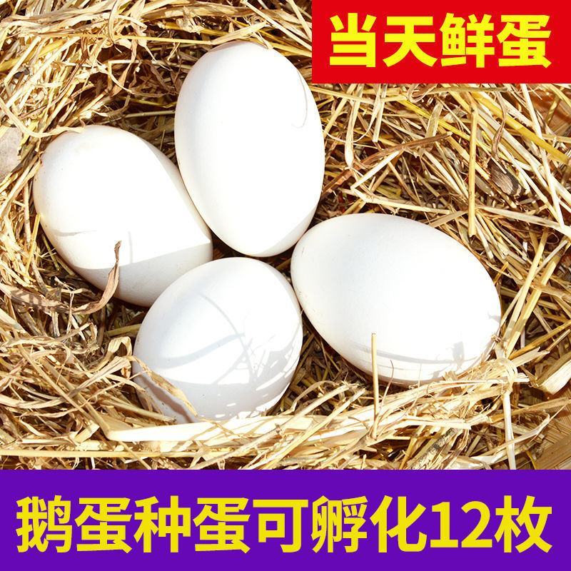 大三花鹅蛋种蛋受精蛋可孵化6枚5枚五龙鹅新鲜四季鹅泰州鹅