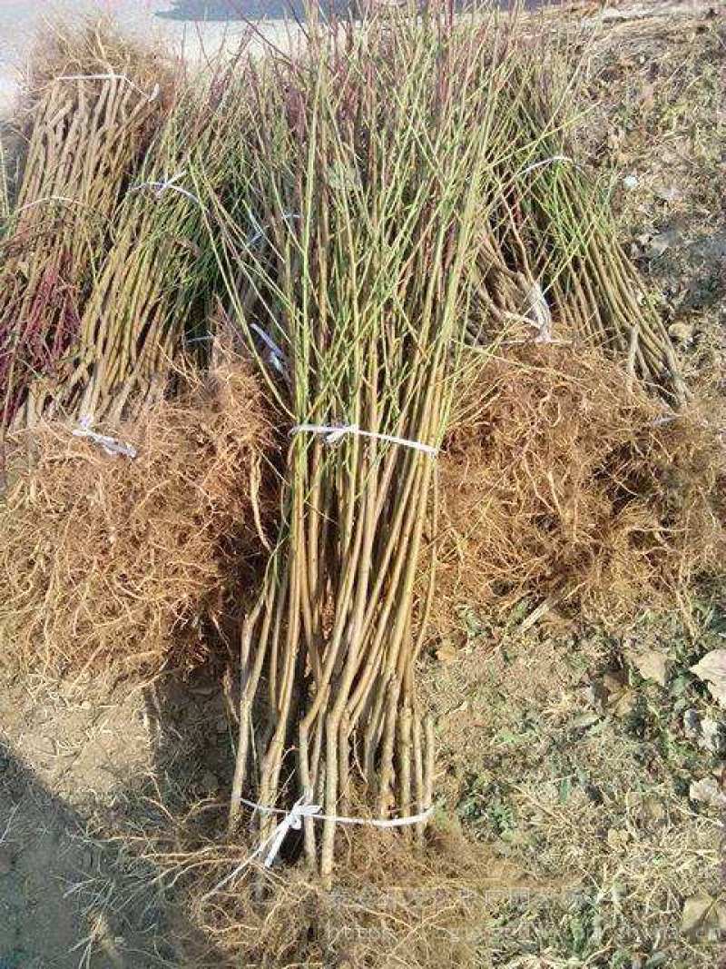 毛桃树桃树苗山桃苗野桃苗实生桃苗毛桃苗桃树砧木苗野桃苗