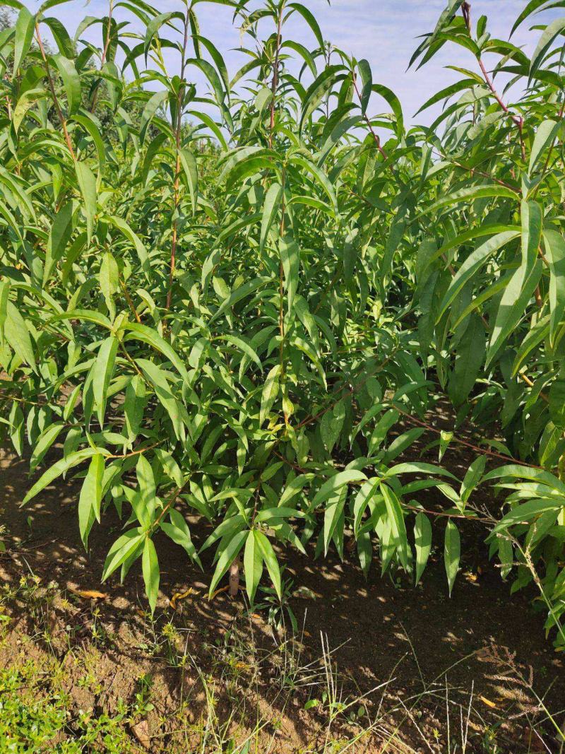 毛桃树桃树苗山桃苗野桃苗实生桃苗毛桃苗桃树砧木苗野桃苗