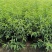 毛桃树桃树苗山桃苗野桃苗实生桃苗毛桃苗桃树砧木苗野桃苗