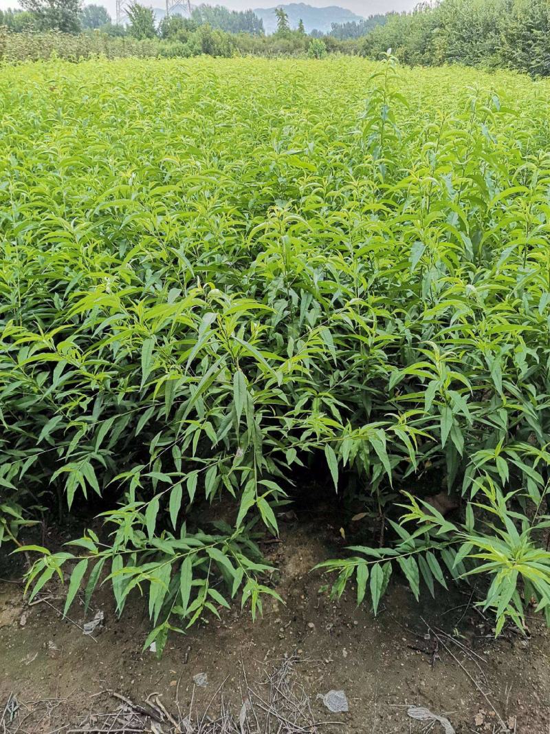 毛桃树桃树苗山桃苗野桃苗实生桃苗毛桃苗桃树砧木苗野桃苗