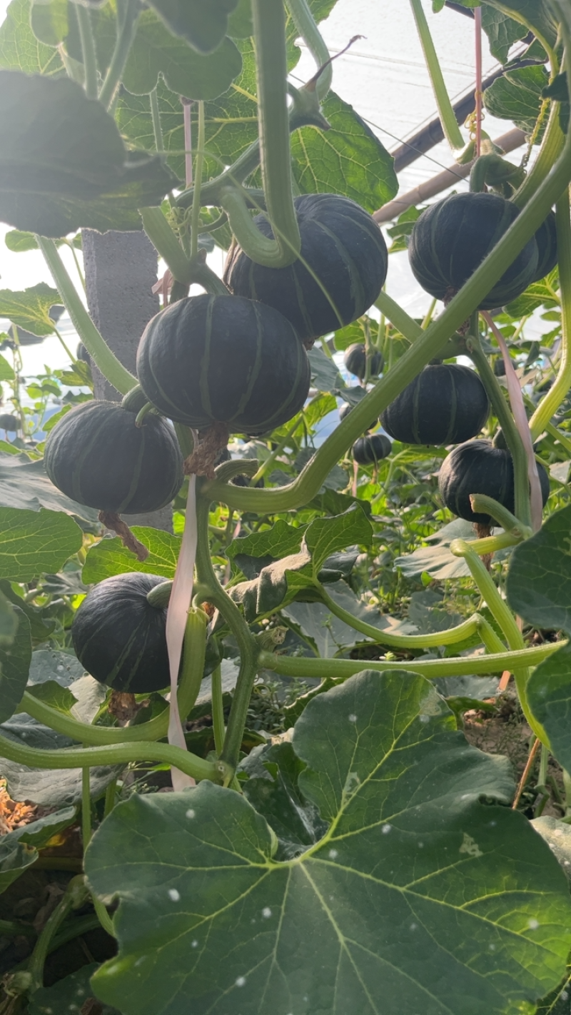 贝贝南瓜大量有货，质优价廉产地直供货源充足